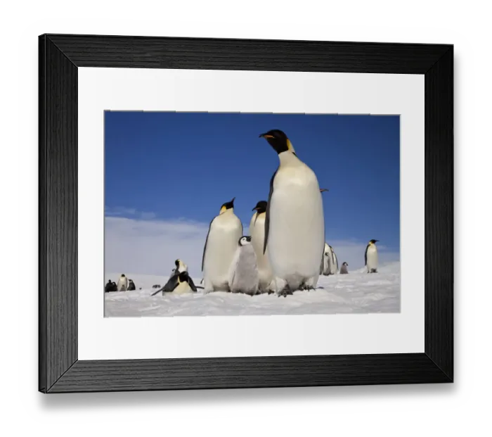 Framed Print : Emperor penguins (Aptenodytes forsteri) adults and chicks at Snow Hill Island rookery Framed Print : Emperor penguins (Aptenodytes forsteri) adults and chicks at Snow Hill Island rookery