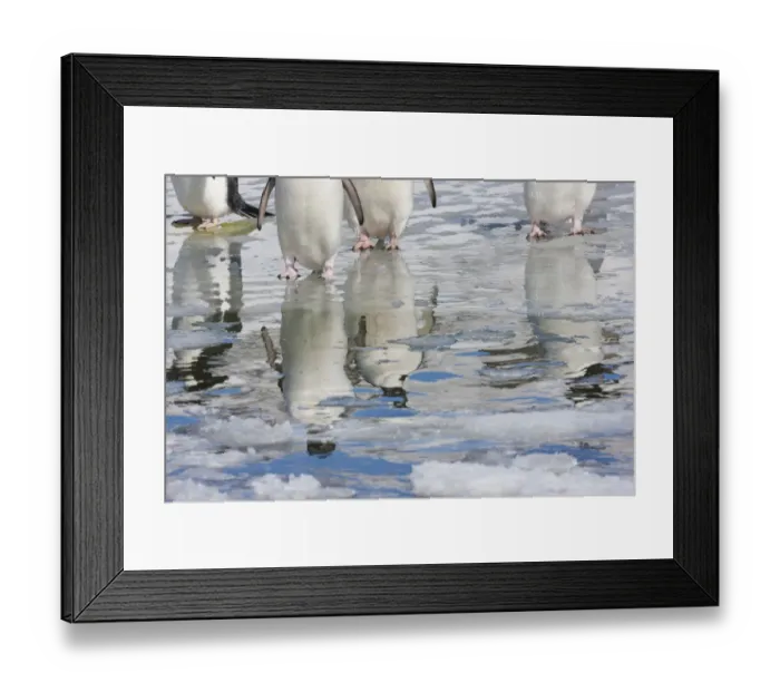 Framed Print : Adelie penguins (Pygoscelis adeliae) reflected in water, Cape Adare, Antarctica, December Framed Print : Adelie penguins (Pygoscelis adeliae) reflected in water, Cape Adare, Antarctica, December