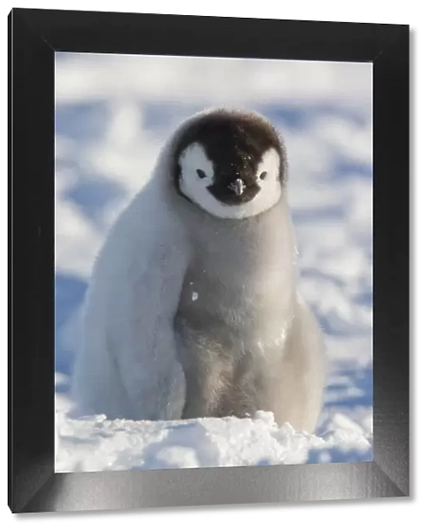 Portrait of Emperor penguin chick (Aptenodytes forsteri) sitting in the snow at Snow