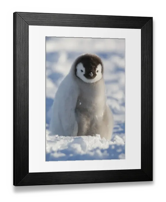 Framed Print : Portrait of Emperor penguin chick (Aptenodytes forsteri) sitting in the snow at Snow Framed Print : Portrait of Emperor penguin chick (Aptenodytes forsteri) sitting in the snow at Snow
