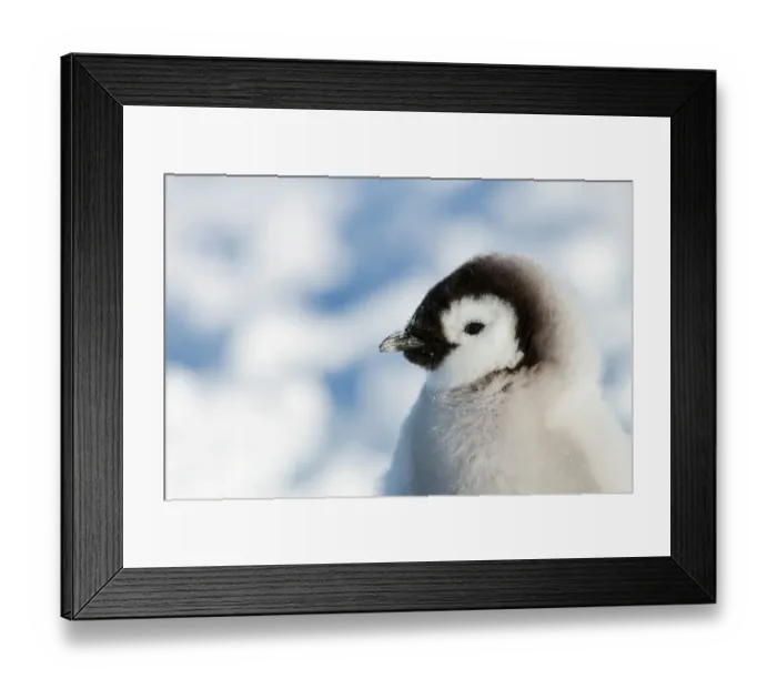 Framed Print : Head portrait of Emperor penguin chick (Aptenodytes forsteri) sitting in the snow at Snow Hill Island rookery, Weddell Sea, Antarctica, November Framed Print : Head portrait of Emperor penguin chick (Aptenodytes forsteri) sitting in the snow at Snow Hill Island rookery, Weddell Sea, Antarctica, November