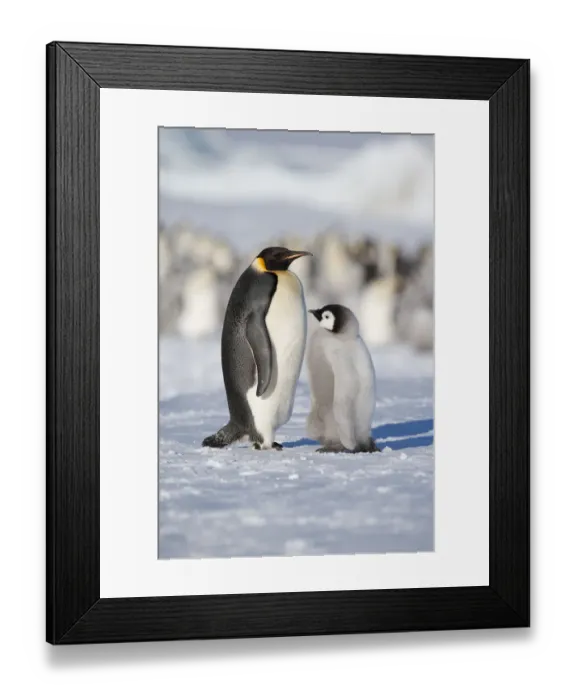 Framed Print : Emperor penguin adult and chick (Aptenodytes forsteri) within colony at Snow Hill Island rookery Framed Print : Emperor penguin adult and chick (Aptenodytes forsteri) within colony at Snow Hill Island rookery