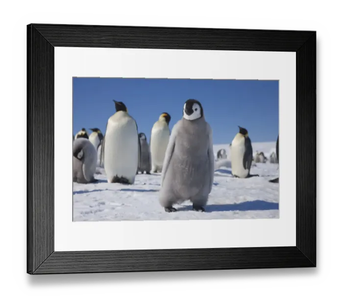 Framed Print : Emperor penguin chick (Aptenodytes forsteri) at Snow Hill Island rookery, Weddell Sea Framed Print : Emperor penguin chick (Aptenodytes forsteri) at Snow Hill Island rookery, Weddell Sea