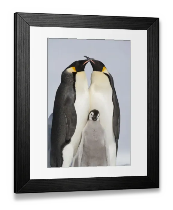 Framed Print : Familiy portrait of Emperor penguin (Aptenodytes forsteri) parents and chick, Snow