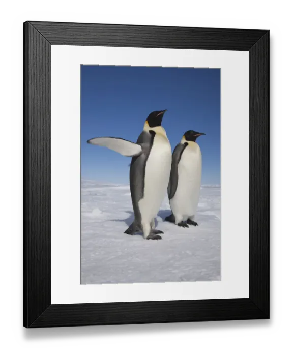 Framed Print : Emperor penguins (Aptenodytes forsteri) one with raised flipper, Snow Hill Island rookery Framed Print : Emperor penguins (Aptenodytes forsteri) one with raised flipper, Snow Hill Island rookery