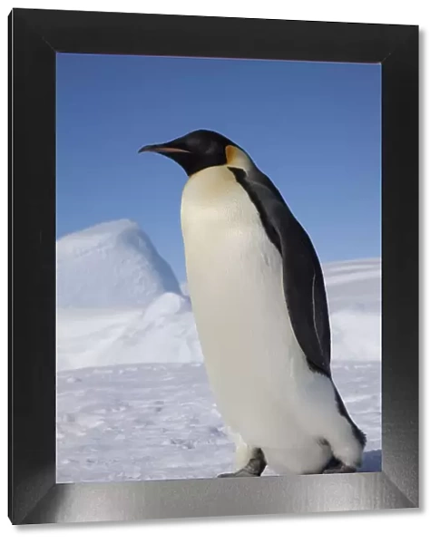 Emperor penguin (Aptenodytes forsteri) walking across ice, Snow Hill Island rookery