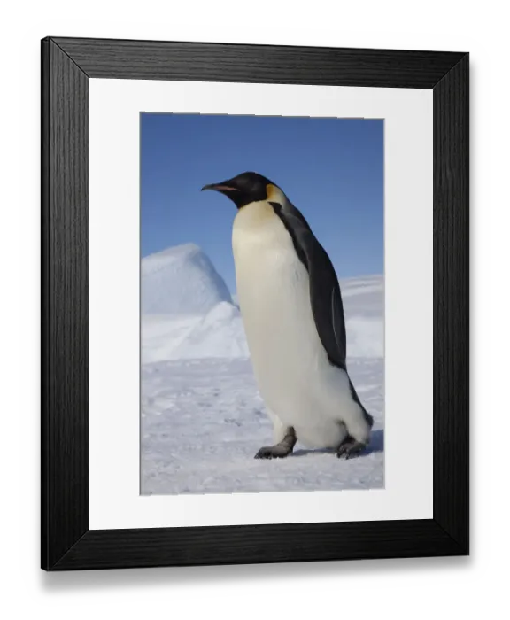 Framed Print : Emperor penguin (Aptenodytes forsteri) walking across ice, Snow Hill Island rookery Framed Print : Emperor penguin (Aptenodytes forsteri) walking across ice, Snow Hill Island rookery
