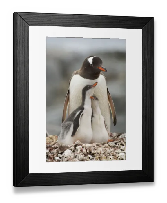 Framed Print : Family portrait of Gentoo penguins (Pygoscelis papua) adult with two chicks on the nest Framed Print : Family portrait of Gentoo penguins (Pygoscelis papua) adult with two chicks on the nest