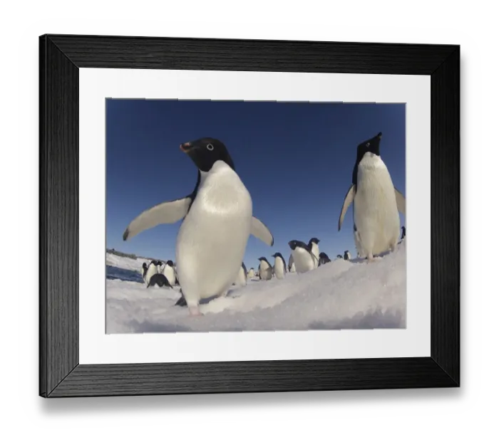 Framed Print : Adelie penguins (Pygoscelis adeliae) wide angle portrait of two with larger group in background Framed Print : Adelie penguins (Pygoscelis adeliae) wide angle portrait of two with larger group in background