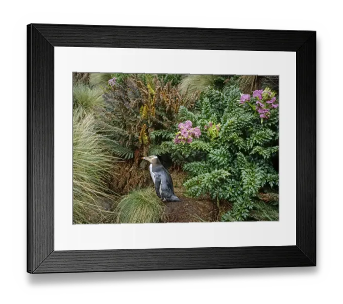 Framed Print : Yellow-eyed Penguin (Megadyptes antipodes) walking to nest amongst ferns and megaherbs Framed Print : Yellow-eyed Penguin (Megadyptes antipodes) walking to nest amongst ferns and megaherbs