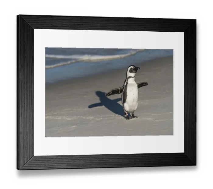 Framed Print : African penguin (Spheniscus demersus) returning to colony. Near Simons Town in False Bay Framed Print : African penguin (Spheniscus demersus) returning to colony. Near Simons Town in False Bay