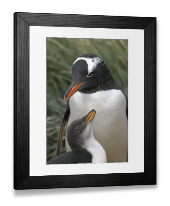 Framed Print : Gentoo penguin (Pygoscelis papua) at nest with chick, Macquarie Island, Southern Atlantic Framed Print : Gentoo penguin (Pygoscelis papua) at nest with chick, Macquarie Island, Southern Atlantic