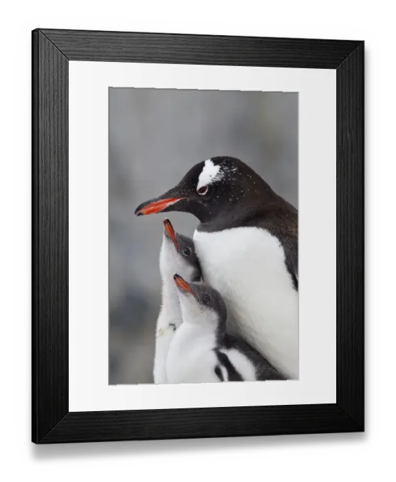 Framed Print : Gentoo Penguin (Pygoscelis papua) with two large chicks