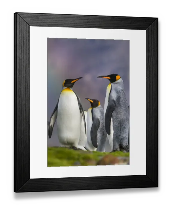 Framed Print : Three King penguins (Aptenodytes patagonicus) in light drizzle with a faint rainbow