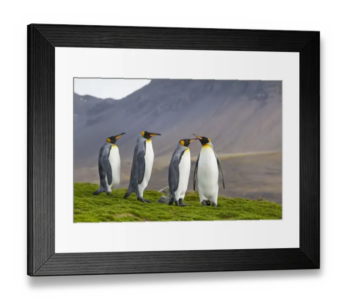 Framed Print : Four King penguins (Aptenodytes patagonicus) in light drizzle, St Andrews Bay Framed Print : Four King penguins (Aptenodytes patagonicus) in light drizzle, St Andrews Bay