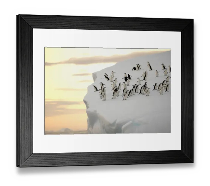 Framed Print : A group of chinstrap penguins (Pygoscelis antarctica) on the edge of an iceberg off Framed Print : A group of chinstrap penguins (Pygoscelis antarctica) on the edge of an iceberg off