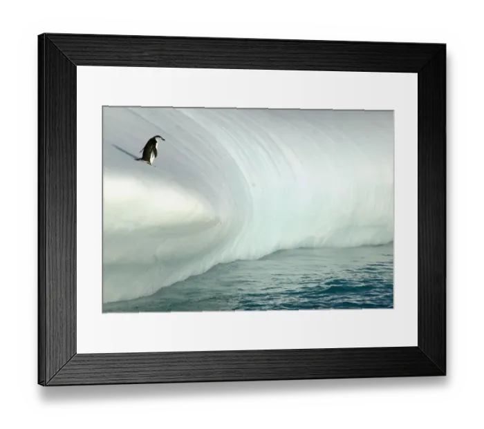 Framed Print : A chinstrap penguin (Pygoscelis antarctica)contemplating the leap from an iceberg into the sea Framed Print : A chinstrap penguin (Pygoscelis antarctica)contemplating the leap from an iceberg into the sea