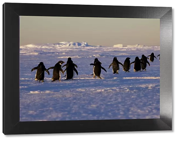 Adelie penguins (Pygoscelis adeliae) travelling to the ice edge to feed, Antarctica