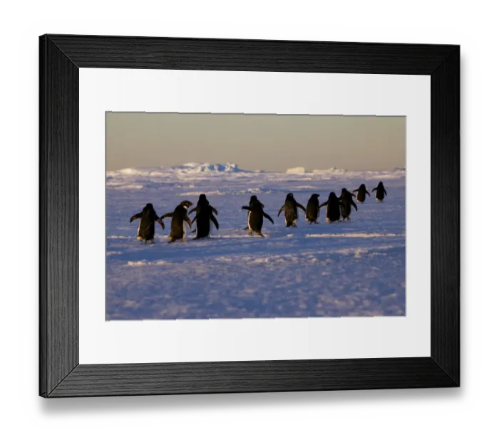 Framed Print : Adelie penguins (Pygoscelis adeliae) travelling to the ice edge to feed, Antarctica Framed Print : Adelie penguins (Pygoscelis adeliae) travelling to the ice edge to feed, Antarctica