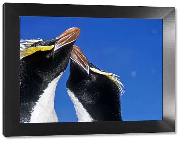 Erect-crested penguin (Eudyptes sclateri) pair in greeting display. Antipodes Island