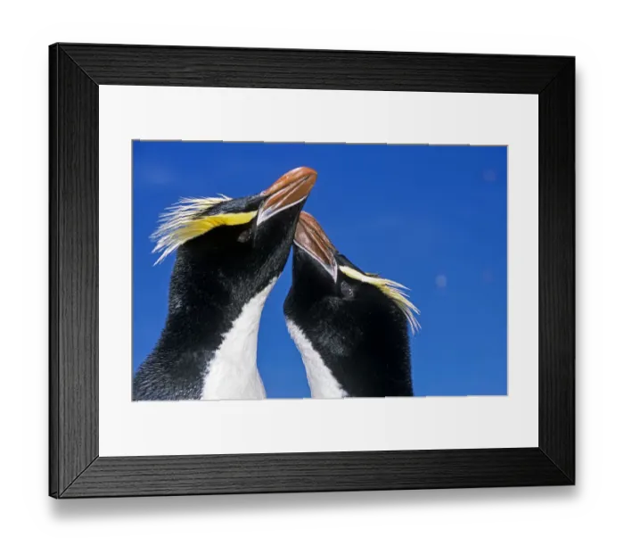 Framed Print : Erect-crested penguin (Eudyptes sclateri) pair in greeting display. Antipodes Island Framed Print : Erect-crested penguin (Eudyptes sclateri) pair in greeting display. Antipodes Island