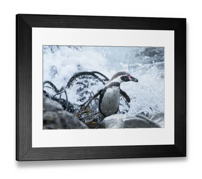 Framed Print : Humboldt penguin (Spheniscus humboldti) returning on shore with kelp. Tilgo Island Framed Print : Humboldt penguin (Spheniscus humboldti) returning on shore with kelp. Tilgo Island