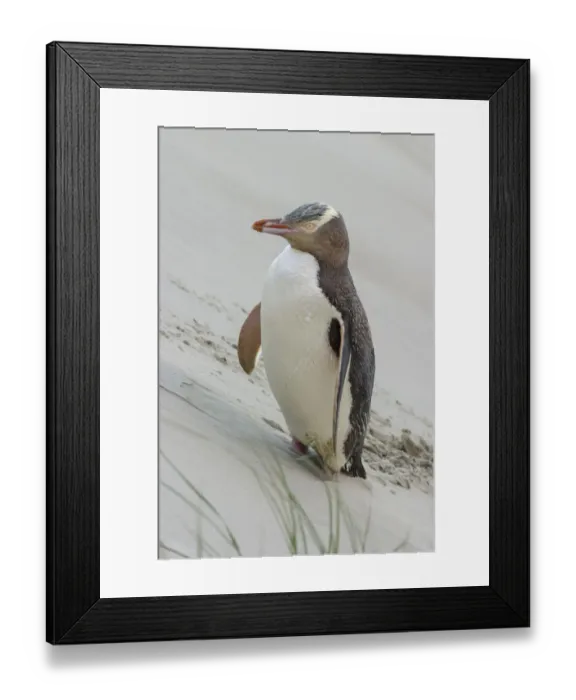 Framed Print : Yellow-eyed penguin (Megadyptes antipodes) pausing on the way to nest over sand dune Framed Print : Yellow-eyed penguin (Megadyptes antipodes) pausing on the way to nest over sand dune