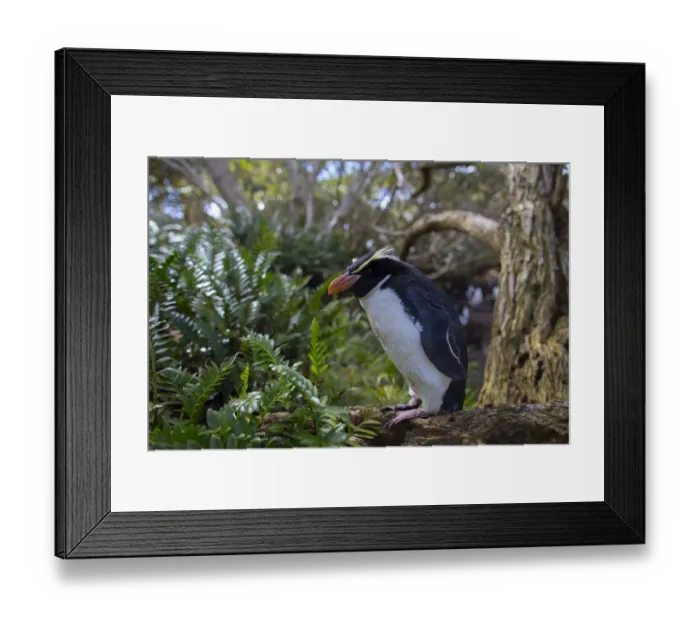 Framed Print : Snares island crested penguin (Eudyptes robustus) in forest, Snares Island, New Zealand Framed Print : Snares island crested penguin (Eudyptes robustus) in forest, Snares Island, New Zealand