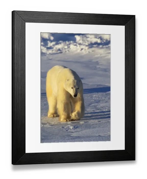 Framed Print : Polar bear walking {Ursus maritimus} Hudson Bay, Canada Framed Print : Polar bear walking {Ursus maritimus} Hudson Bay, Canada