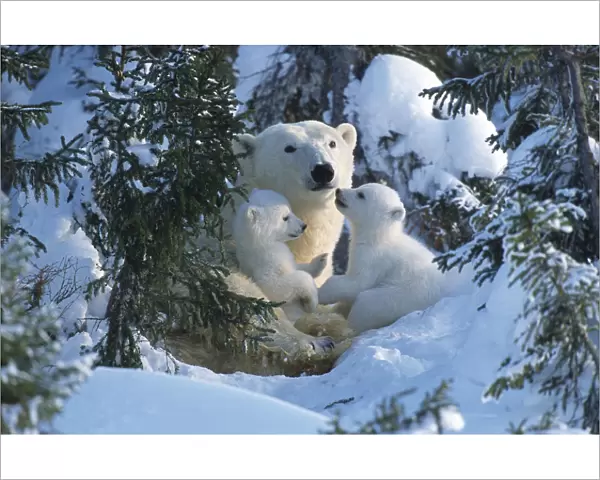Female Polar bear with very small cubs {Ursus maritimus}, Canada