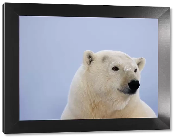 Polar bear portrait {Ursus maritimus} Coastal plain of the Arctic National Wildlife Refuge
