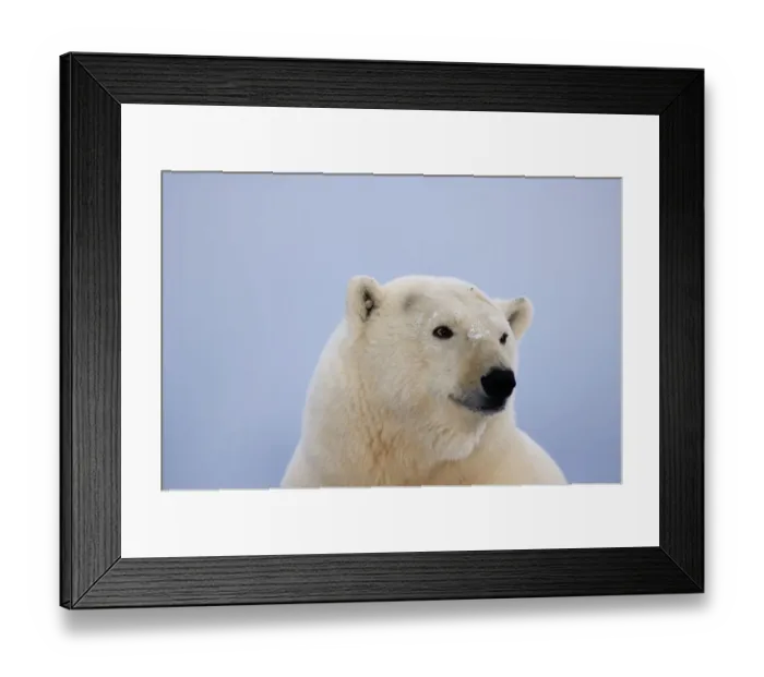 Framed Print : Polar bear portrait {Ursus maritimus} Coastal plain of the Arctic National Wildlife Refuge