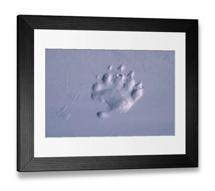 Framed Print : Polar bear footprint in snow {Ursus maritimus} Churchill, Canada Framed Print : Polar bear footprint in snow {Ursus maritimus} Churchill, Canada