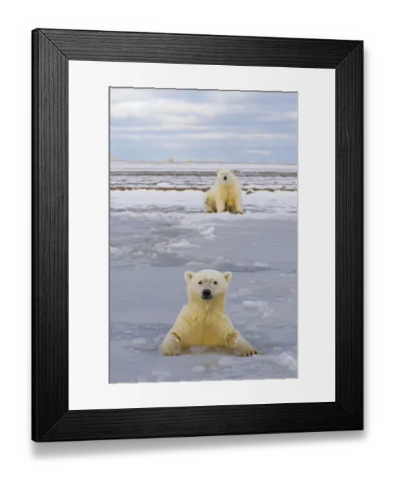 Framed Print : Polar bear (Ursus maritimus) cub in newly forming pack ice with the mother sitting on the shore Framed Print : Polar bear (Ursus maritimus) cub in newly forming pack ice with the mother sitting on the shore