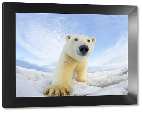 Polar bear (Ursus maritimus) investigating camera on pack ice off the 1002 area of