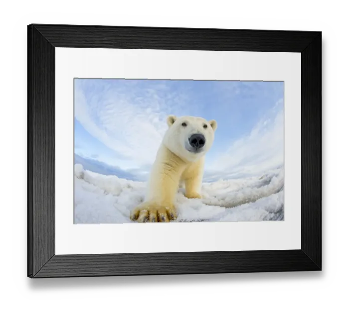 Framed Print : Polar bear (Ursus maritimus) investigating camera on pack ice off the 1002 area of Framed Print : Polar bear (Ursus maritimus) investigating camera on pack ice off the 1002 area of