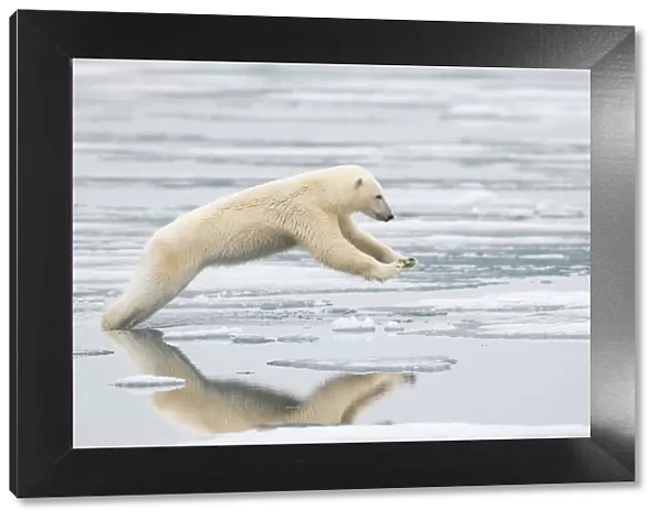 Polar bear (Ursus maritimus) sow jumping while hunting for seals on sea ice, off