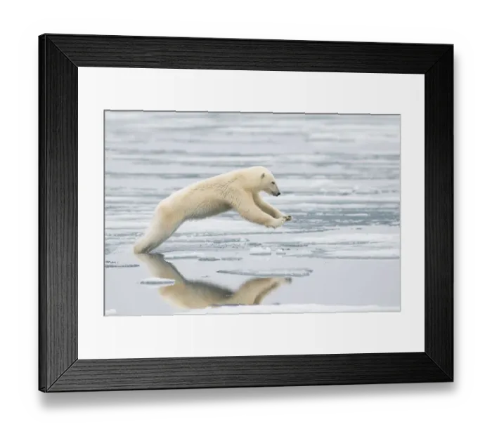 Framed Print : Polar bear (Ursus maritimus) sow jumping while hunting for seals on sea ice, off Framed Print : Polar bear (Ursus maritimus) sow jumping while hunting for seals on sea ice, off