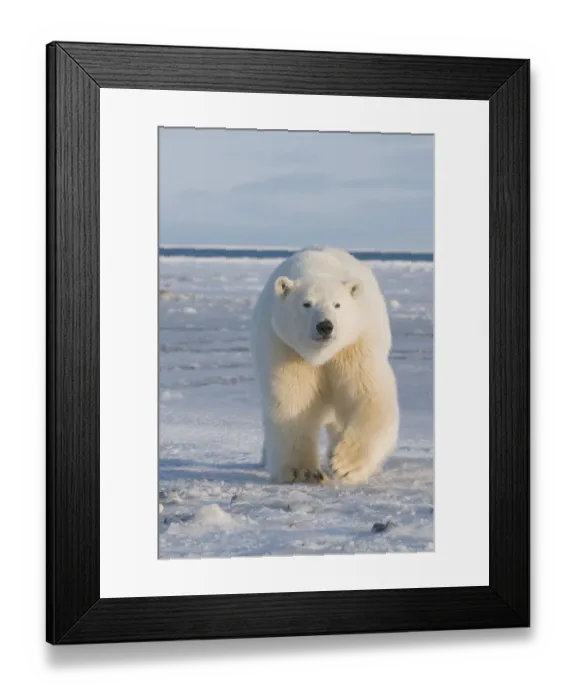 Framed Print : Curious subadult Polar bear (Ursus maritimus) tagged 300-400 lb Framed Print : Curious subadult Polar bear (Ursus maritimus) tagged 300-400 lb