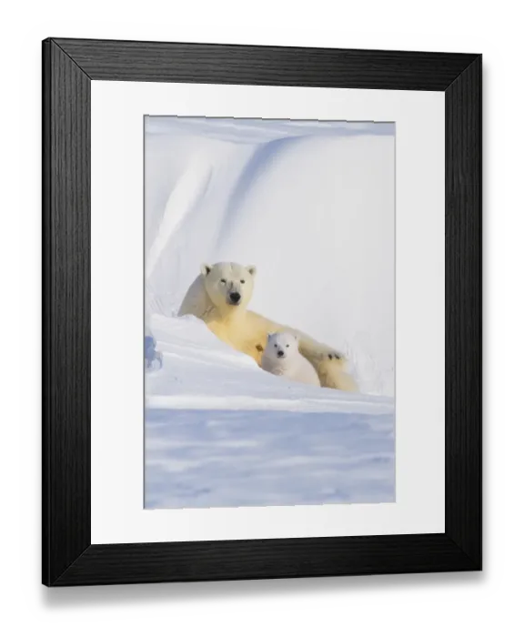Framed Print : Portrait of Polar bear (Ursus maritimus) sow with spring cub, newly emerged Framed Print : Portrait of Polar bear (Ursus maritimus) sow with spring cub, newly emerged