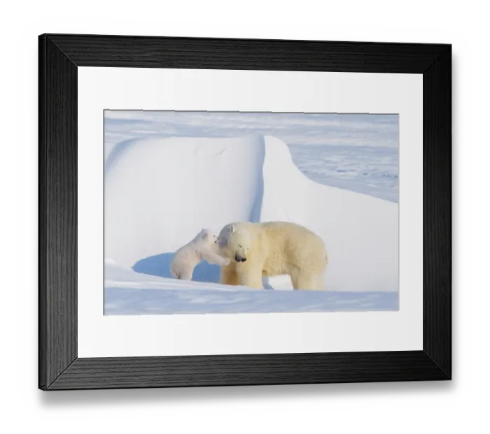 Framed Print : Polar bear (Ursus maritimus) sow plays with her spring cub outside their den in late winter, Alaska