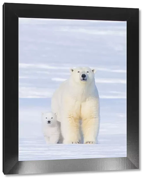 Polar bear (Ursus maritimus) sow with her cub outside their den in late winter
