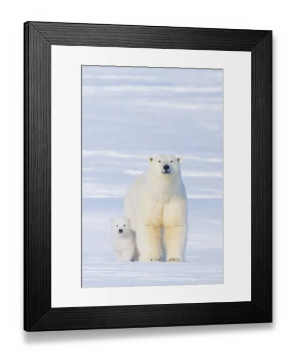 Framed Print : Polar bear (Ursus maritimus) sow with her cub outside their den in late winter Framed Print : Polar bear (Ursus maritimus) sow with her cub outside their den in late winter