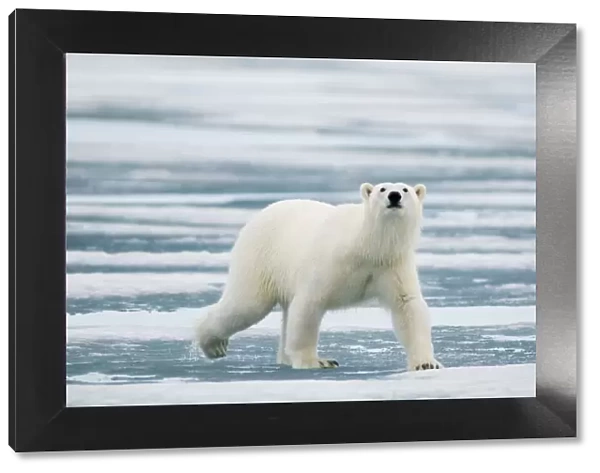 Portrait of polar bear (Ursus maritimus) travelling across melting sea ice in search of seals