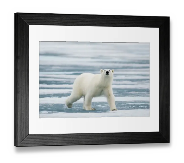 Framed Print : Portrait of polar bear (Ursus maritimus) travelling across melting sea ice in search of seals Framed Print : Portrait of polar bear (Ursus maritimus) travelling across melting sea ice in search of seals