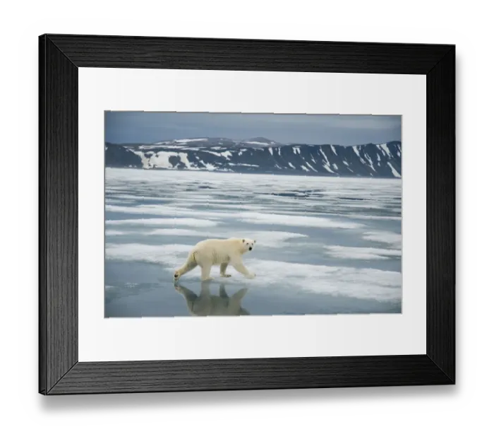 Framed Print : Polar bear (Ursus maritimus) traveling along the coast on sea ice in search of seals Framed Print : Polar bear (Ursus maritimus) traveling along the coast on sea ice in search of seals