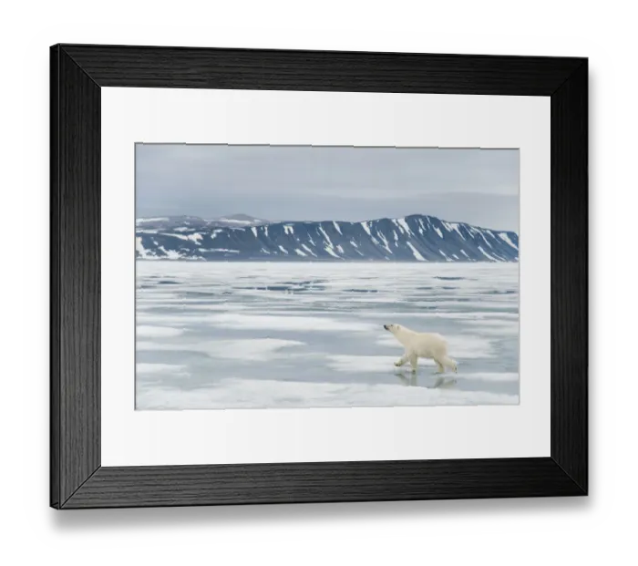 Framed Print : Polar bear (Ursus maritimus) traveling along the coast on sea ice in search of seals Framed Print : Polar bear (Ursus maritimus) traveling along the coast on sea ice in search of seals