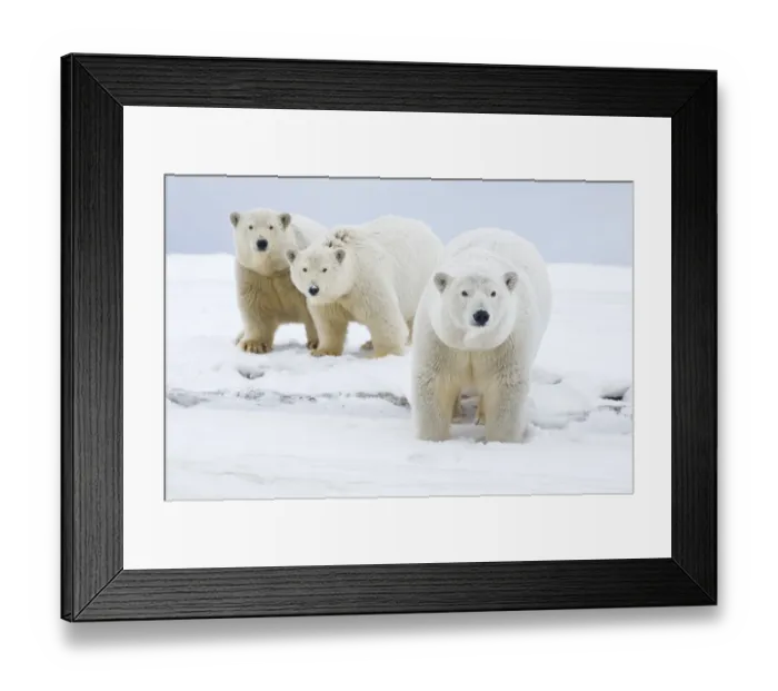 Framed Print : Polar bear (Ursus maritimus) female with cubs aged two years, along a barrier island Framed Print : Polar bear (Ursus maritimus) female with cubs aged two years, along a barrier island