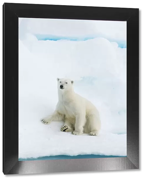 Polar bear (Ursus maritimus) sitting on pack ice, Svalbard, Arctic Norway, vulnerable