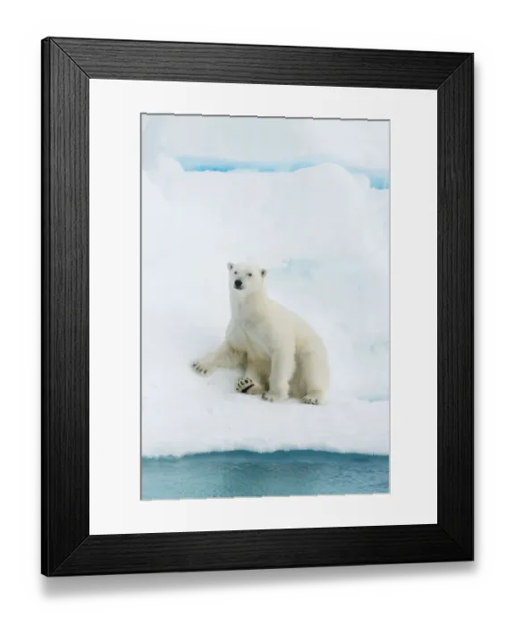 Framed Print : Polar bear (Ursus maritimus) sitting on pack ice, Svalbard, Arctic Norway, vulnerable Framed Print : Polar bear (Ursus maritimus) sitting on pack ice, Svalbard, Arctic Norway, vulnerable